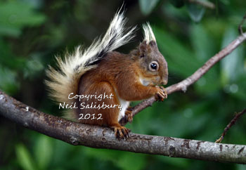 Red Squirrel Photos at Betty Fold Hawkshead by Neil Salisbury